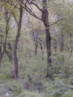 Pdurea verde